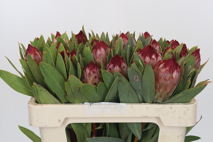 Protea Robijn