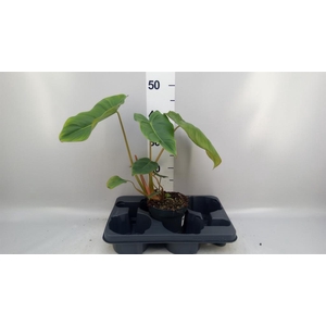 Philodendron   ...