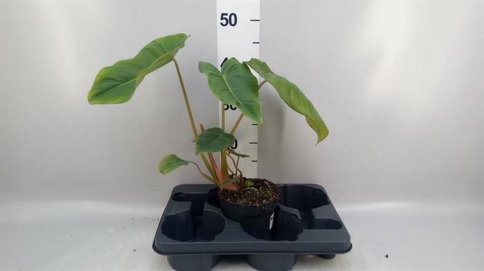 <h4>Philodendron   ...</h4>