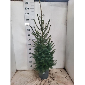 PICEA OMORIKA