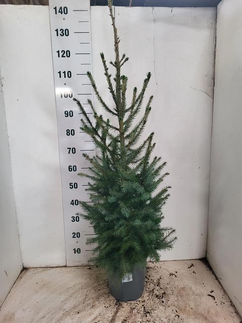<h4>PICEA OMORIKA</h4>