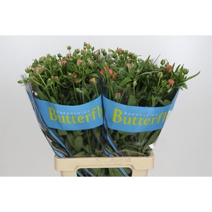 Ranunculus Butterfly Eris