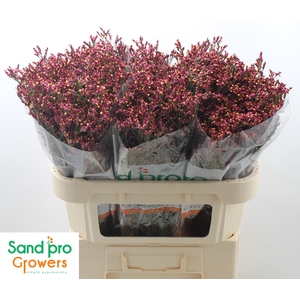 Limonium sinense Scarlet Diamond
