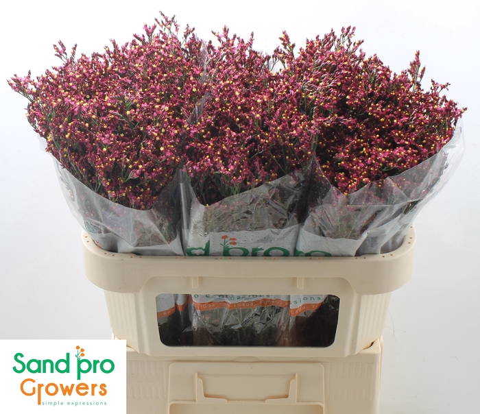 <h4>Limonium sinense Scarlet Diamond</h4>