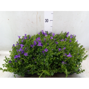 Campanula porten. 'Blueone'