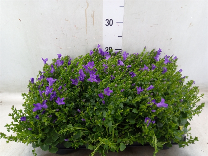 <h4>Campanula porten. 'Blueone'</h4>