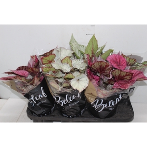 BEGONIA BELEAF P15 PO