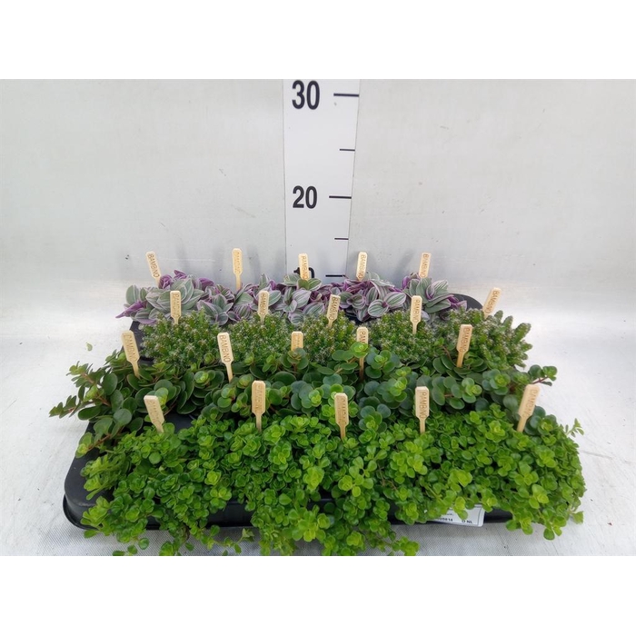 <h4>Planten  ..mix</h4>