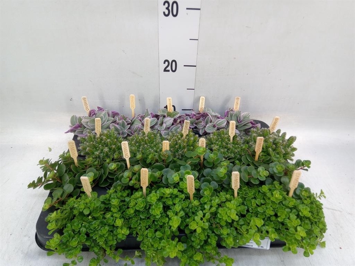 <h4>Planten  ..mix</h4>
