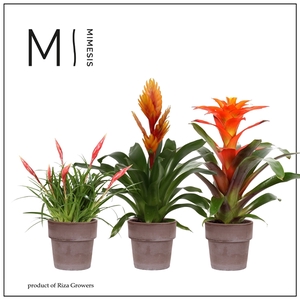 Bromelia Royal Nature - 12cm in Toscana | Mimesis