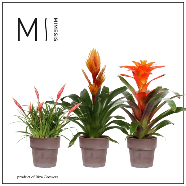 <h4>Mimesis Bromelia Royal Nature - 12 cm in Toscana</h4>