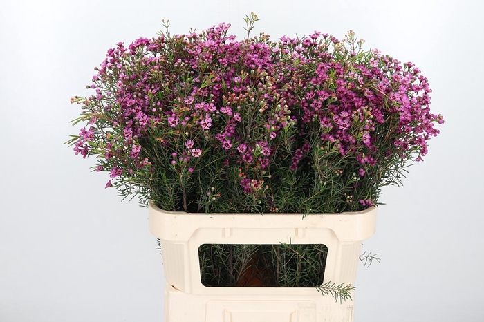 <h4>Chame Un Jupiter</h4>