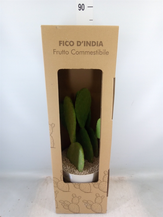 <h4>Cactus   ...</h4>