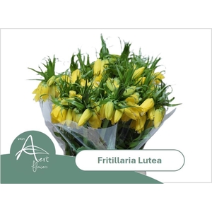 FRIT LUTEA