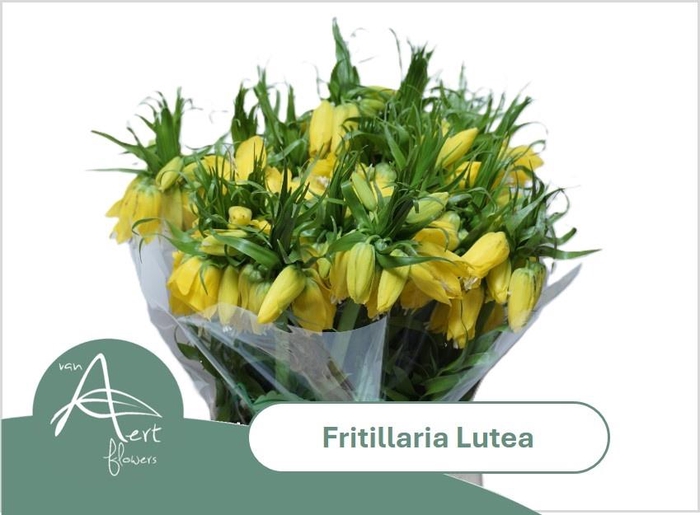 <h4>FRIT LUTEA</h4>
