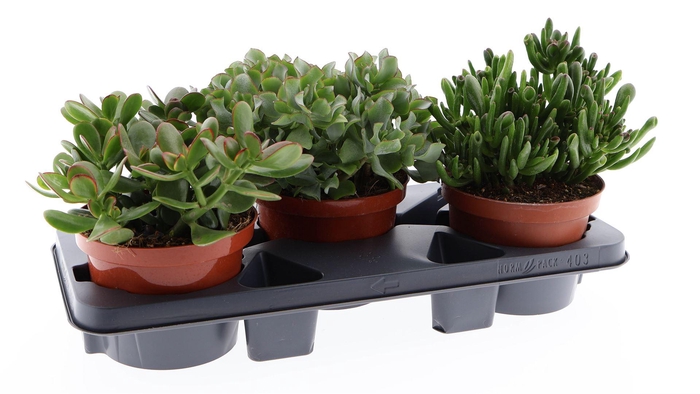 <h4>Crassula   ...mix</h4>