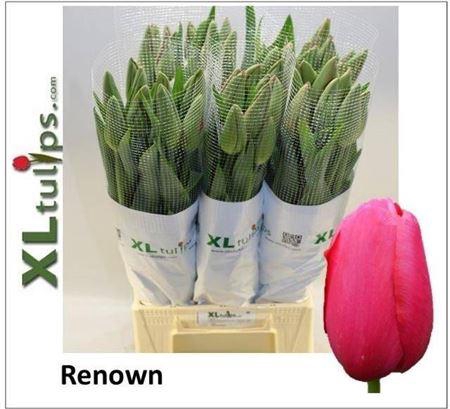 <h4>Tu Fra En Renown</h4>