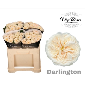 R GR DARLINGTON