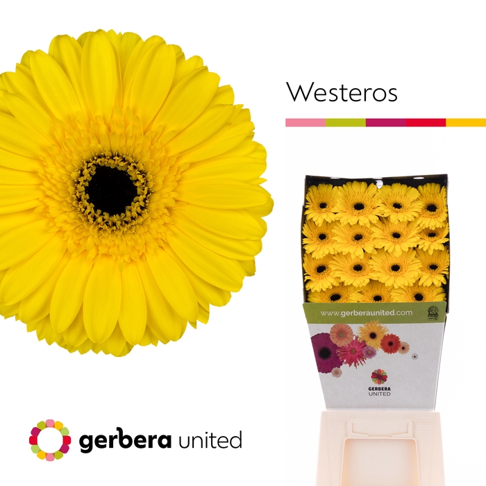 Gerbera Westeros Diamond