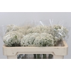 Ozothamnus Booming White