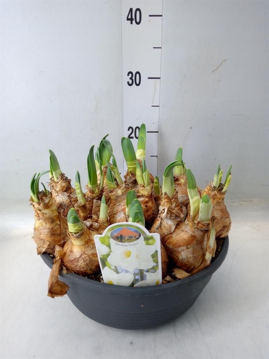 <h4>Narcissus ...</h4>