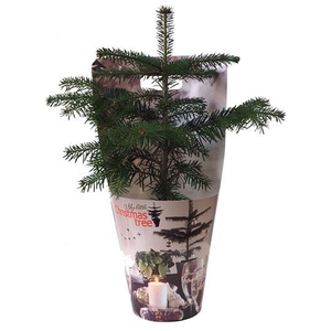 ABIES NORDMANNIANA p15