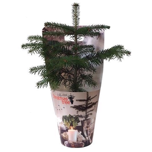 ABIES NORDMANNIANA p15 cover
