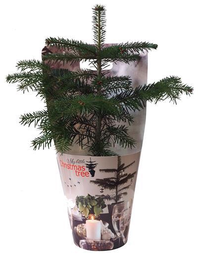 <h4>ABIES NORDMANNIANA p15</h4>