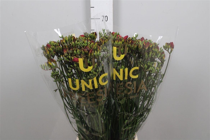 <h4>Fr Du Fuego</h4>