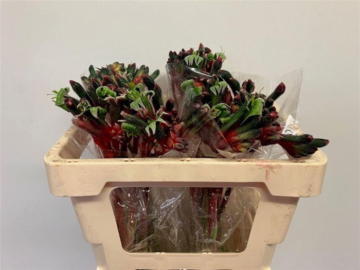 <h4>ANIGOZ ROYAL CHEER</h4>