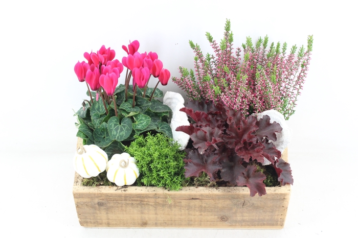 <h4>arr4 Outdoor VL - Kist naturel</h4>