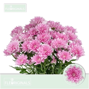 Chr T Baltica Pink