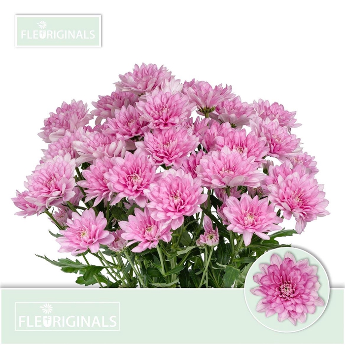 <h4>Chr T Baltica Pink</h4>