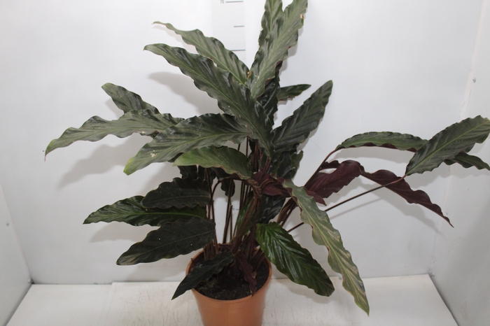 <h4>CALATHEA RUFIBARBA P19</h4>