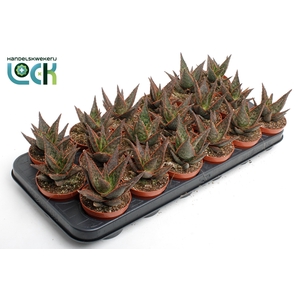 Aloe Terra
