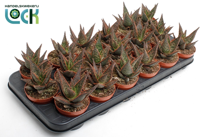 <h4>Aloe Terra</h4>