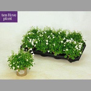 CAMP POR PORT ICE WH