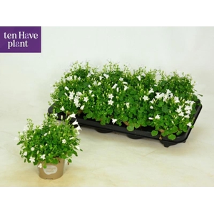 CAMP POR PORT ICE WH