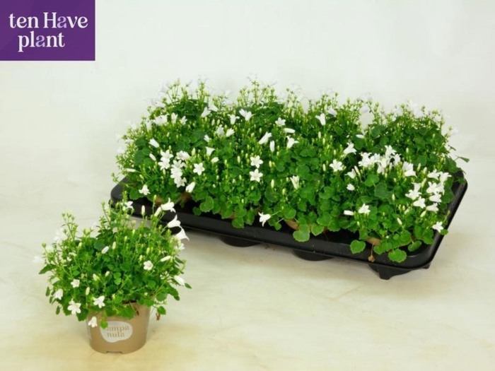 <h4>CAMP POR PORT ICE WH</h4>