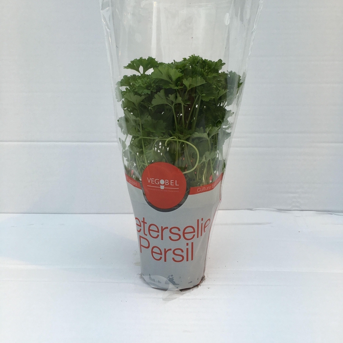 <h4>Peterselie Krul P9</h4>