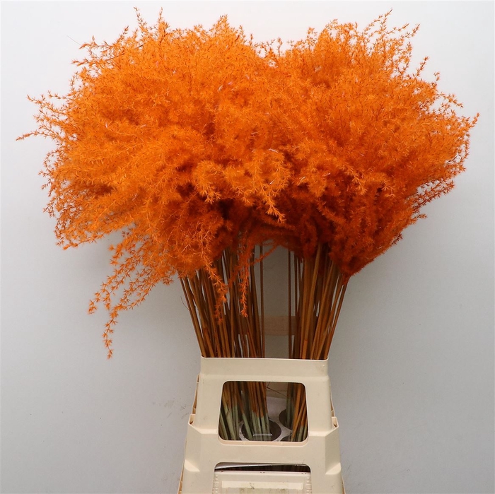 Dried Stipa Feather Orange