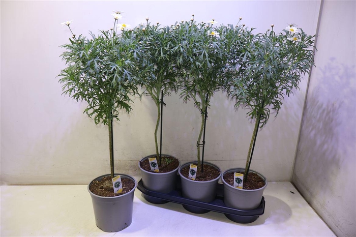 <h4>arr8 Arg Ov</h4>