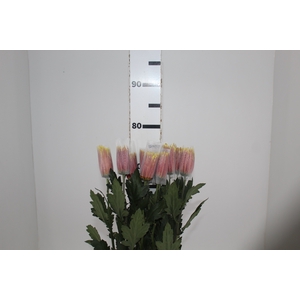 ANASTASIA CHISPA 080 CM BICOLOR