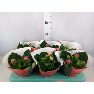 Sinningia  'Sonata'   ...mix