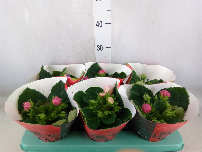 <h4>Sinningia  'Sonata'   ...mix</h4>