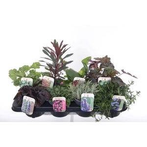 Vaste planten mix in tray