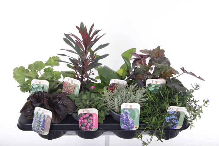 <h4>Vaste planten mix in tray</h4>