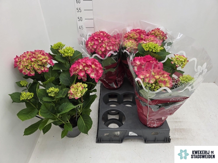 <h4>HYDR M AMSTERDAM</h4>