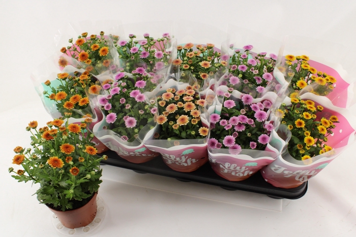 <h4>CHRYS JELLYFI GEM</h4>