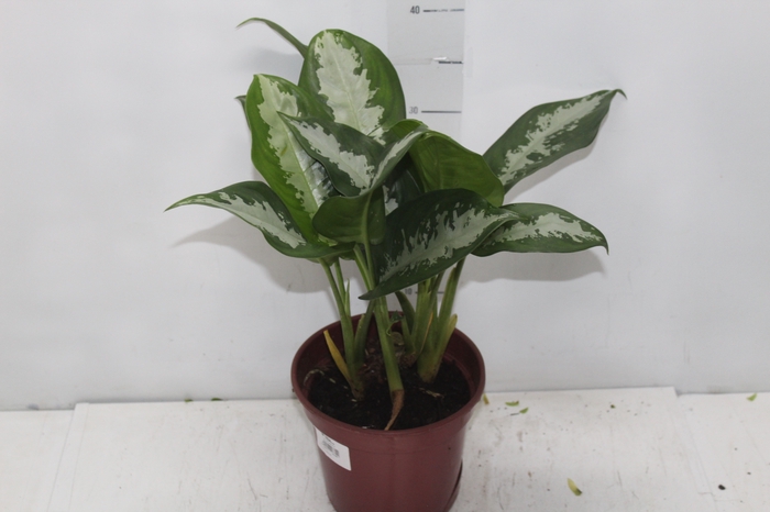 <h4>AGLAONEMA PATAYA P17</h4>